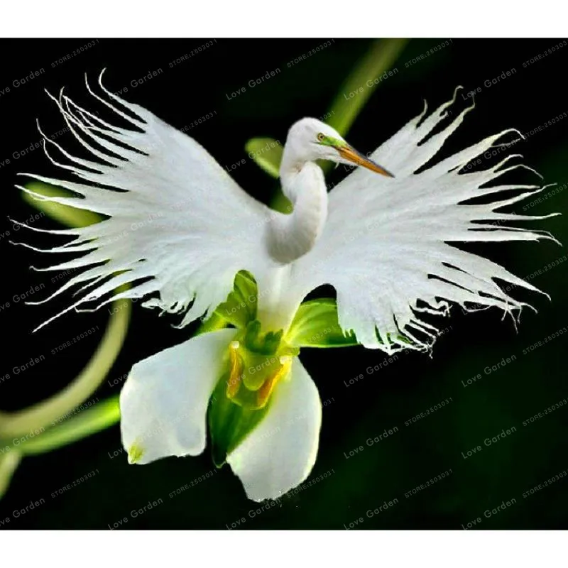 

White Dove Orchids Bonsai World's Rare Flower Japanese Radiata Bonsai For Garden & Home Planting White Flower Bonsai 50PCS