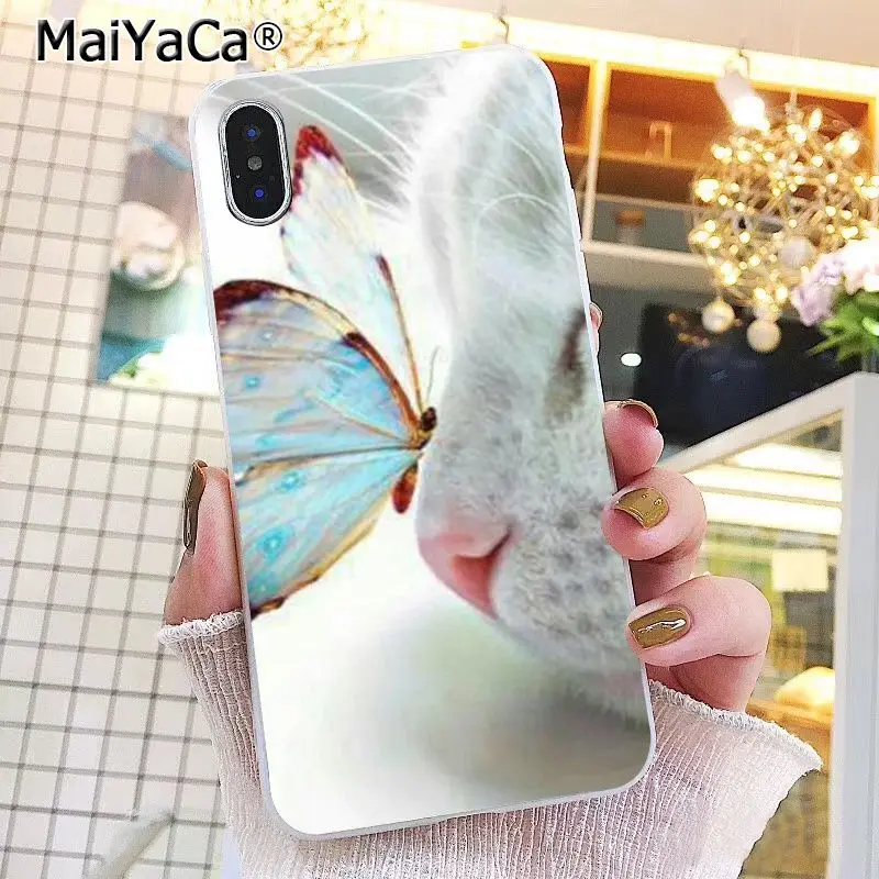 Butterfly Stand On The Cat Nose 