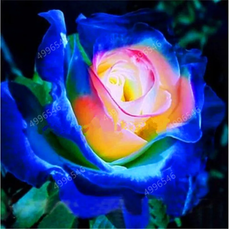200 pcs Rare Holland Rainbow Rose Flower bonsai Home Garden Rare Flower plant rainbow Rose flores,rose flower seedlings