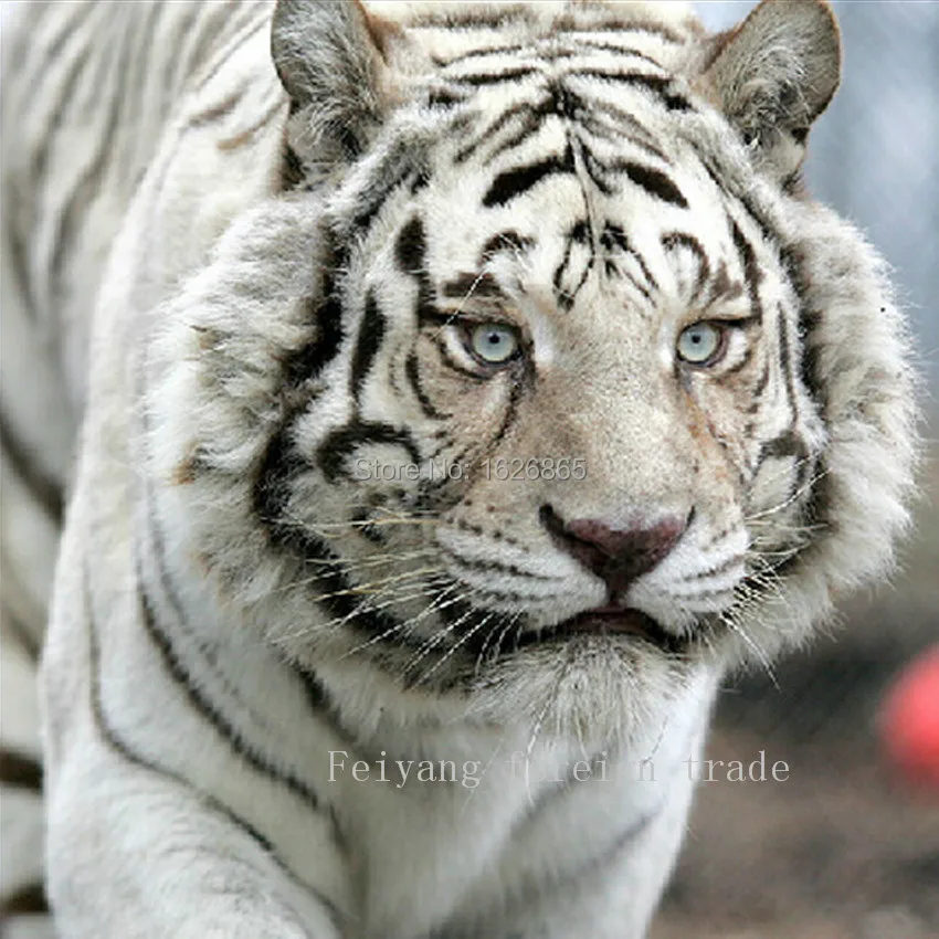 new year animal tiger new year 2015 animal tiger 28 images jordylikesbirds new year animal tiger new year 2015 animal tiger 28 images jordylikesbirds