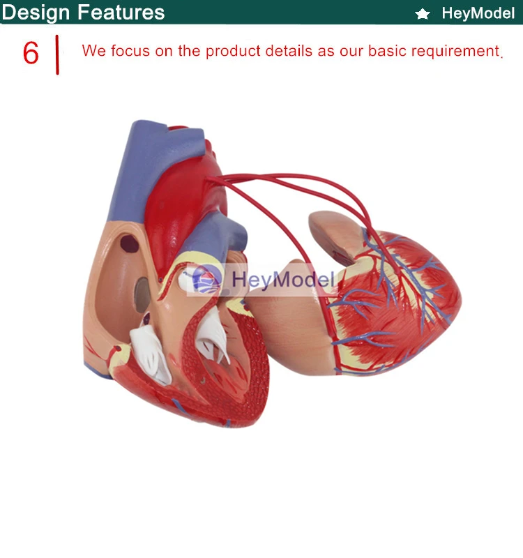 HeyModel увеличенная анатомическая модель медицинский человек сердце с цифровым 1: 1 сердце обход мост