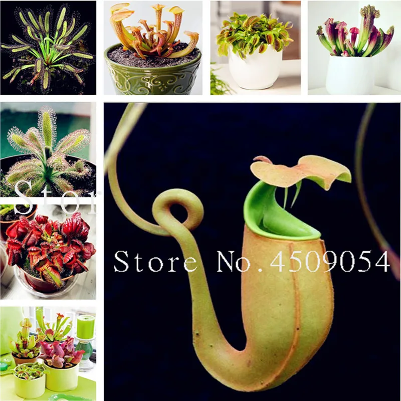 

200 pcs Insect-Catching Plant bonsai Venus Flytrap flores Potted Insectivorous Plant plantas Garden Potted Bonsai Plant plants