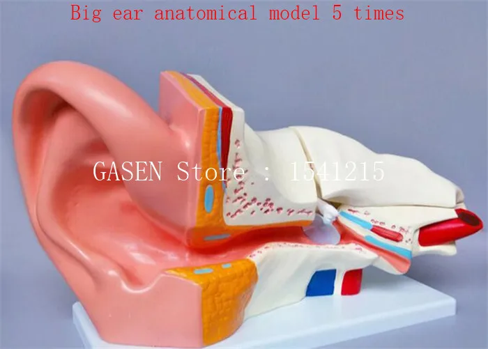 

Human ear anatomical model Inner ear structure auditory system Principles of listening Teaching model Big ear anatomical model 5