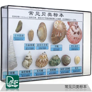 

Shellfish specimens Marine shells Kindergarten Science enlightenment gifts
