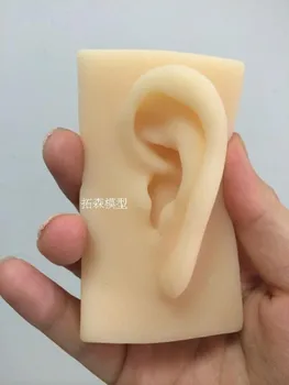 

ear model life size silicone ear acupuncture practice model simulation model of the ear right and left free shipping