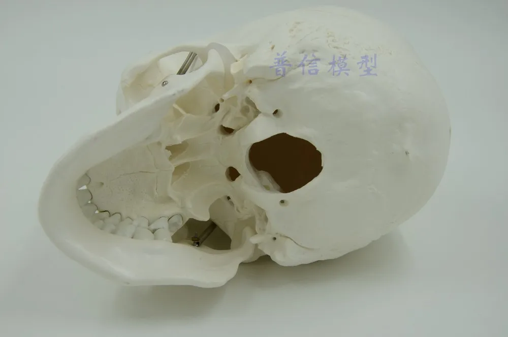 DongYun бренд человеческий череп модель головы медицинская модель скелета научное обучение принадлежности