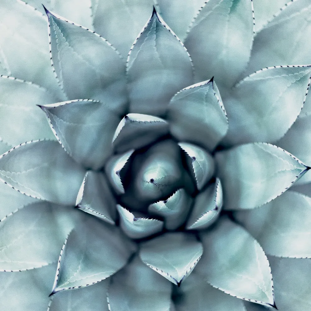 Succulent-Plants-Agave-Canvas-Painting-Poster-Wall-Art-Decor-Agave-Canvas-Print-Wall-Picture-Modern-Tropical (1)