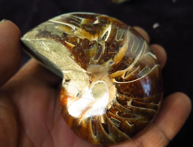 Best Offers TOP!!! 245g Natural conch Ammonite fossil specimens of Madagascar