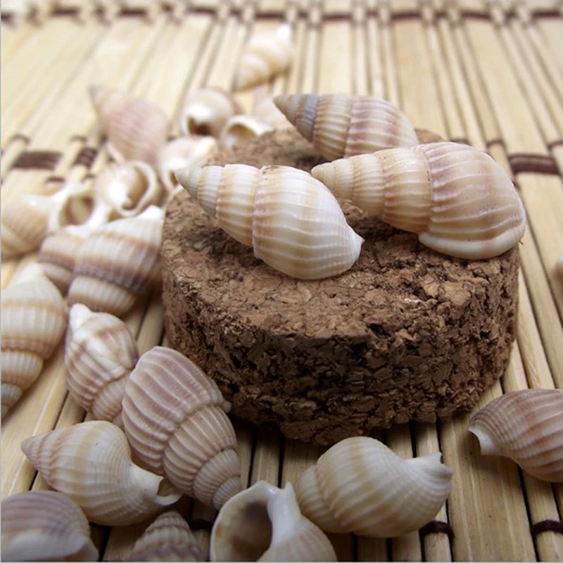 

100PCS Shells Starfishes Natural conch shells screw wall decoration DIY aquarium landscape seashell for fish tank decor