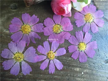 

120pcs Freeshipment Pressed flower dried flower Natural flowers Purple Cosmos DIY craft materials