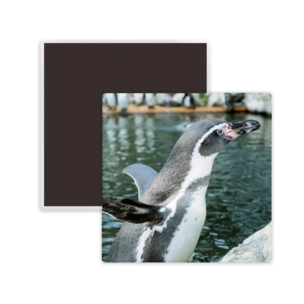 

DIYthinker Nature Antarctic Penguin Science Picture Square Ceramics Fridge Magnet 2pcs