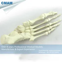 CMAM-TF12 Solid Foam Normal Anatomy Large Left Fused Foot Orthopaedic Model