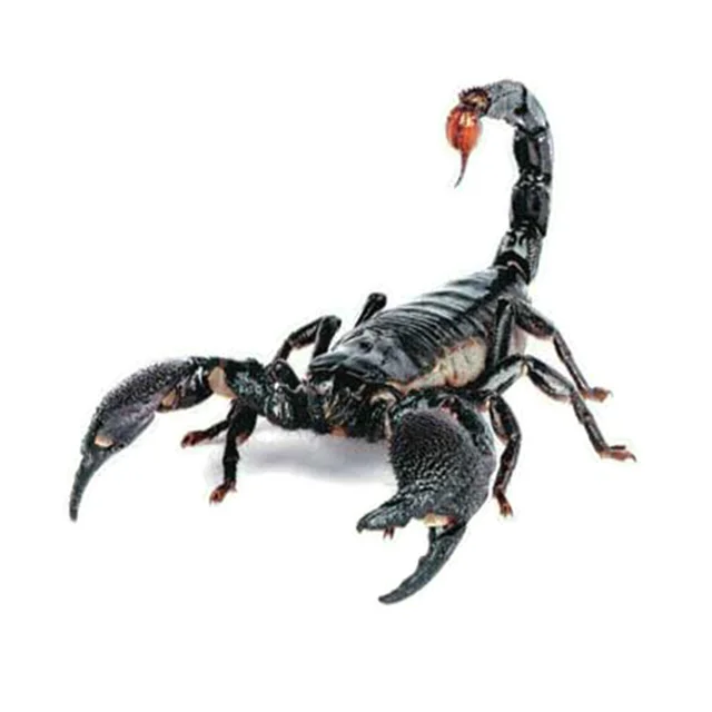 3D PVC Car Sticker Lizard Scorpion Spider Car Body Window Sticker Decal Car Styling Scorpion