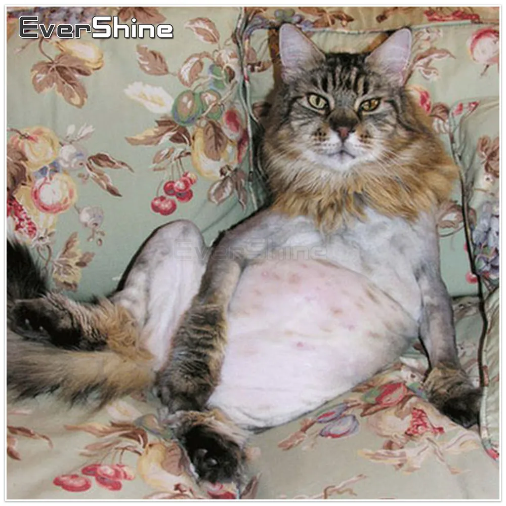

EverShine 5D Diamond Painting Cross Stitch Cat Pictures Full Square Diamond Embroidery Animals Diamond Mosaic Wall Decor