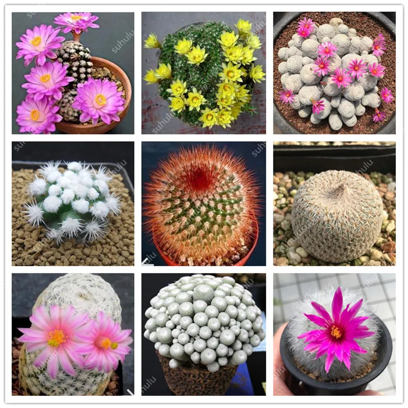 

100 pcs Exotic Cactus bonsai Japanese Rare Succulents plants Flower Indoor Plantas Perennial Flowers Garden Radiation Protection