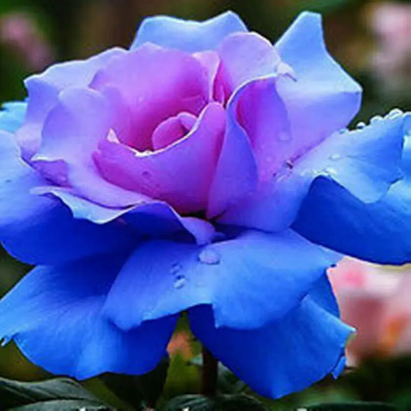 Красочные цветы 100 шт. Семена растения Роза бонсай цветы семена наружные живые растения украшения сада