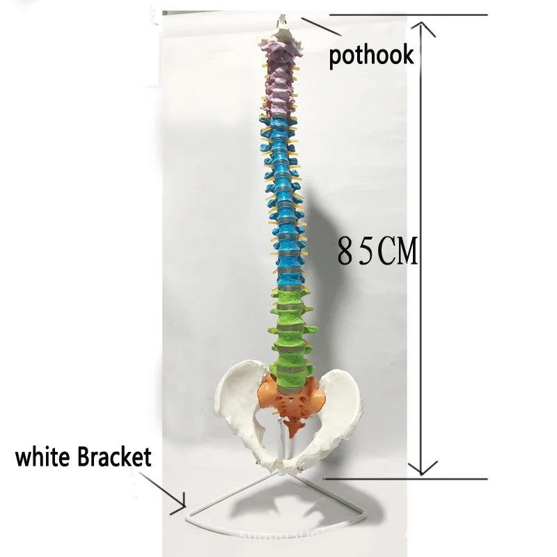 85 cm Tamanho Cor Cheia Humano Spine Modelo Didático Coluna e vértebras Modelos Suprimentos Médicos Ensino 2 Modelo Didático, coluna Vértebras Modelos suprimentos Médicos ensino