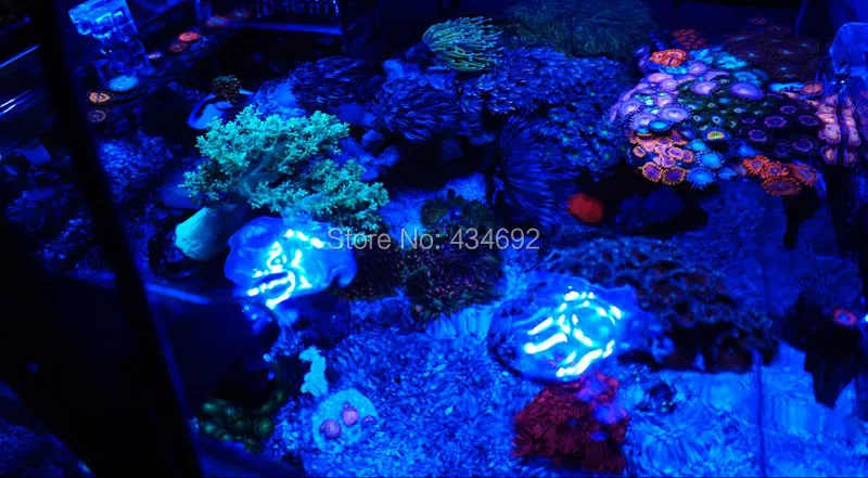 XR30 marine aquarium coral led light (1)