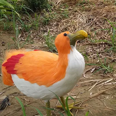 Details about   foam&feathers simulation orange Raphus cucullatus feathers Dodo bird model 30cm