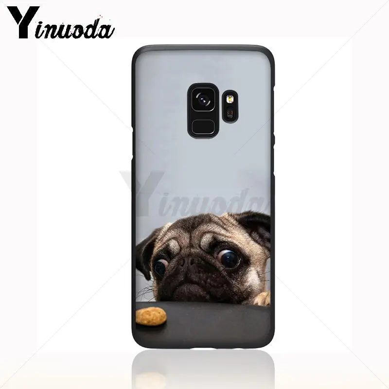 pug dog animal