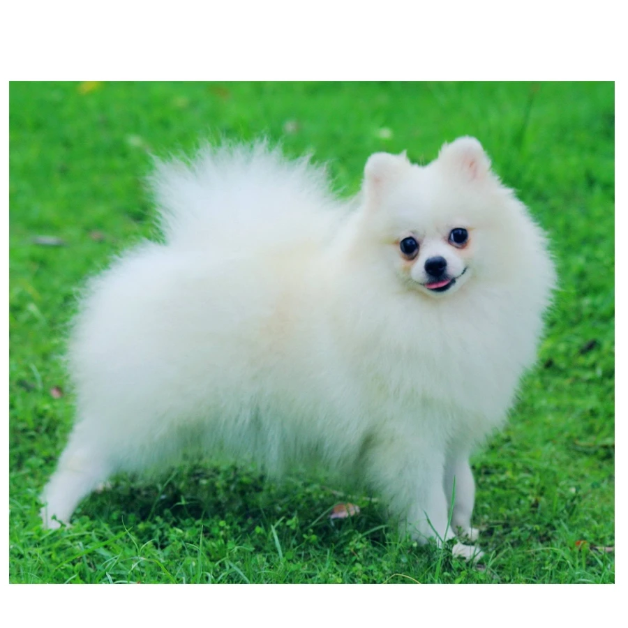white Pomeranian_