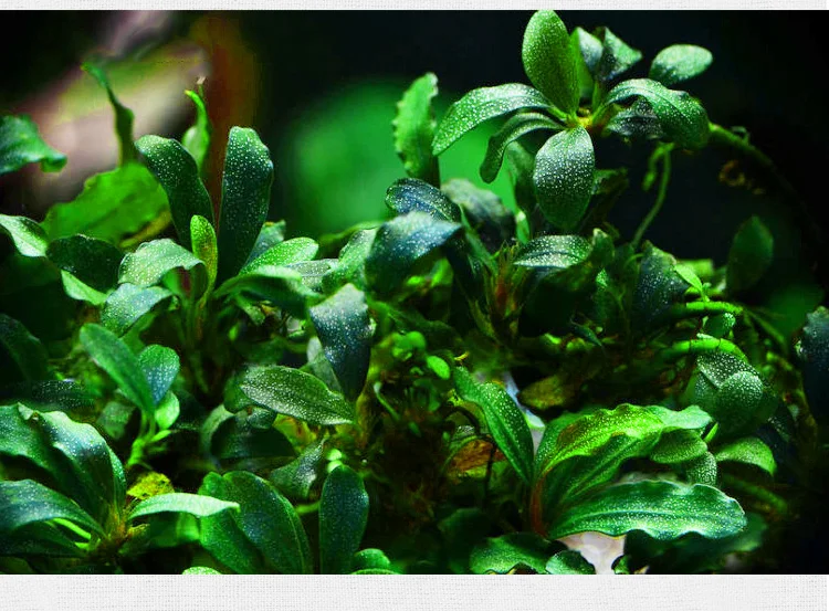 100 г Bucephalandra Sp., живые водные растения, редкие водные растения, экспресс
