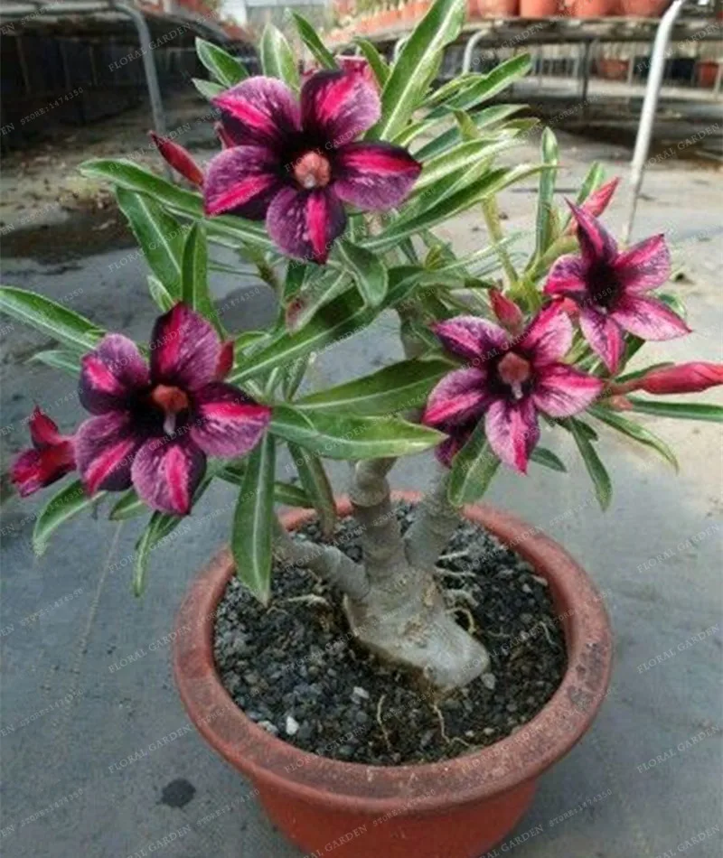

5 PCS Rare Brown Black Desert Rose Bonsai Balcony Bonsai Ornamental Flowers Adenium obesum Bonsai Absorption of Formaldehyde