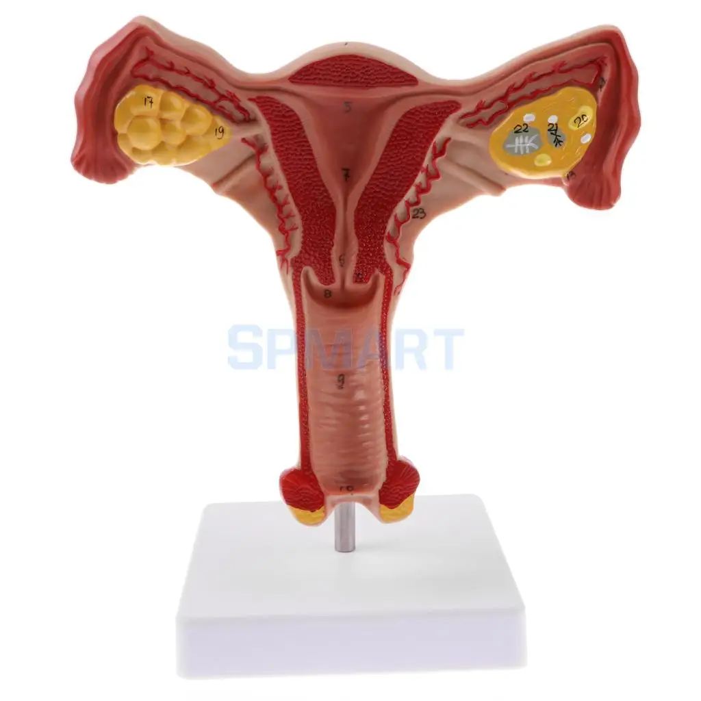 PVC Simulation 1:1 Human Female Uterus Ovary Fallopian Tubes Model Anatomical Study Display for School Teaching Tool Lab Supply