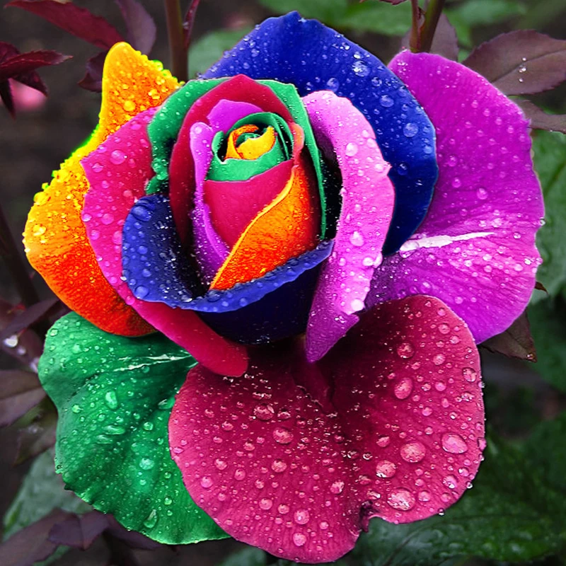 

150 pcs Bonsai Rare Holland Rainbow Rose Flower Home Garden Rare Flower Bonsai Colorful Rose Bonsai