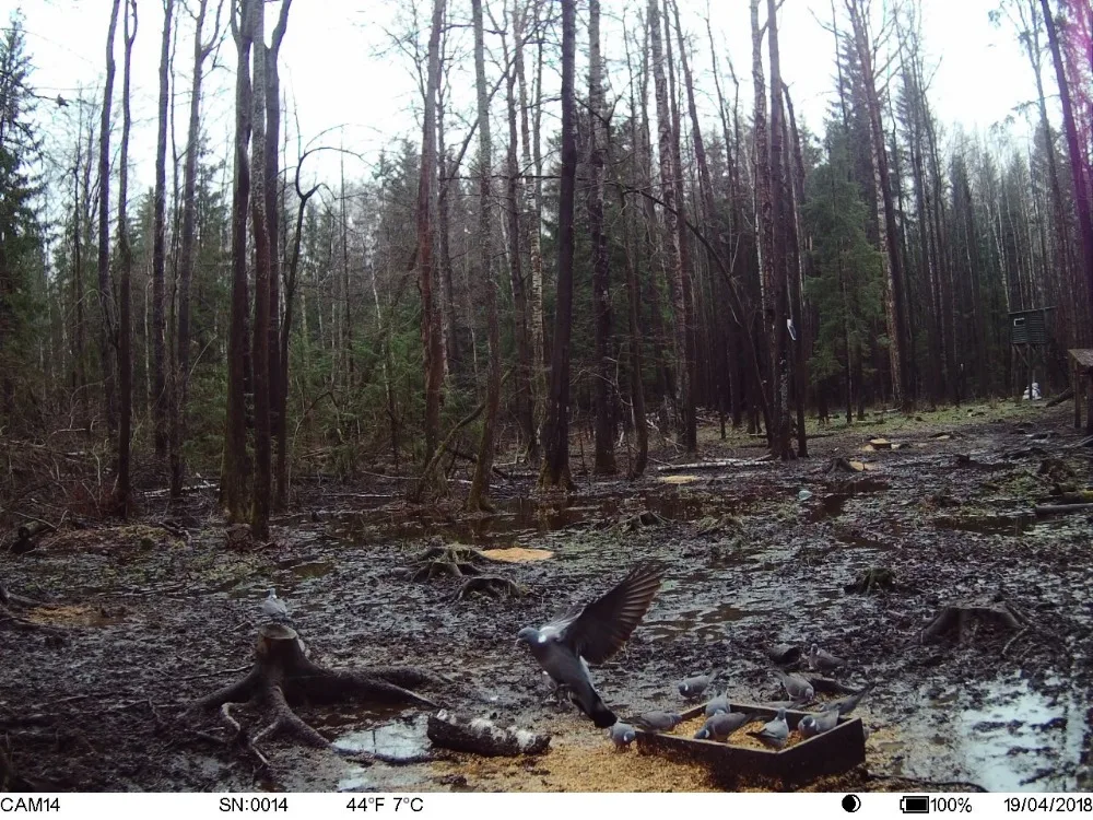 Дикая охотничья камера 4G Wwith gps Цифровая видеокамера фото-ловушки, Охота Trail camera Hunter Foto Chasse