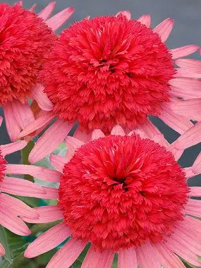 200pcs Rare Japan Echinacea Purpurea bonsai beautiful daisy flower plants home garden plants easy to grow bonsai flower plants