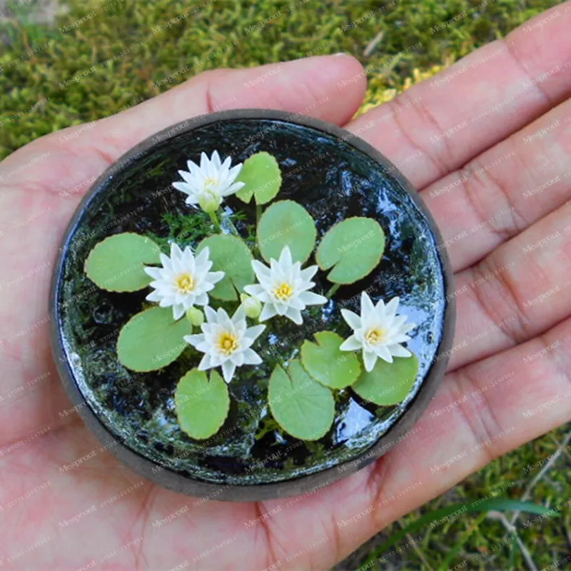5 шт мини цветок лотоса редкие китайские смешанные цвета Бонсай цветочных растений уровень прорастания 95% бонсай товары для домашнего сада