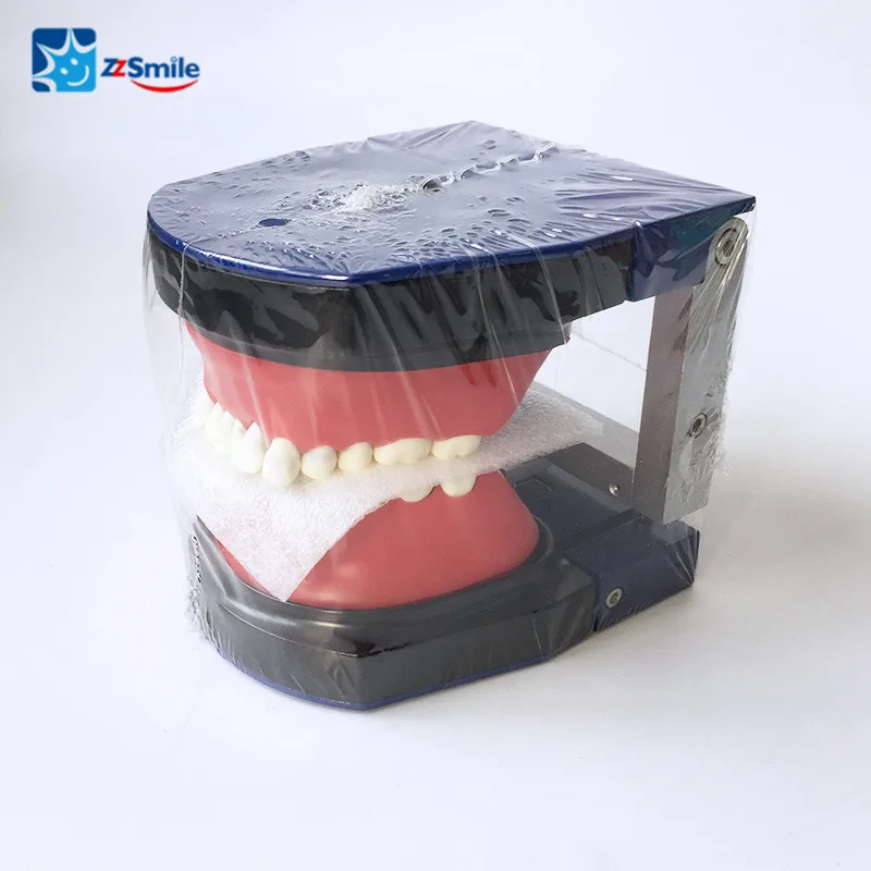 Liga de Substituição Typodonts Dentes Dentários Modelo Estudo Treinamento Ortodôntico M8017 8 Liga de substituição typodonts m8017 dentes dentários