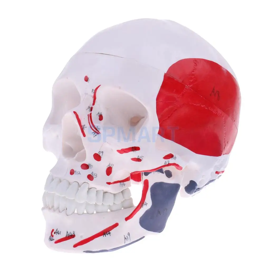 

1:1 Lab Colored Human Head Muscular Skull Skeleton Model Medical Study Tool Lab Ornament