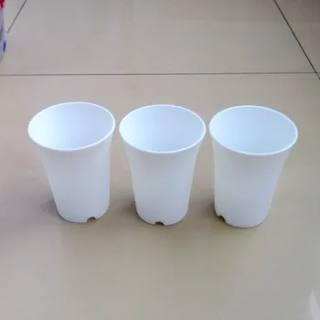 

Fleshy cactus plants planting thicker black matte plastic pots