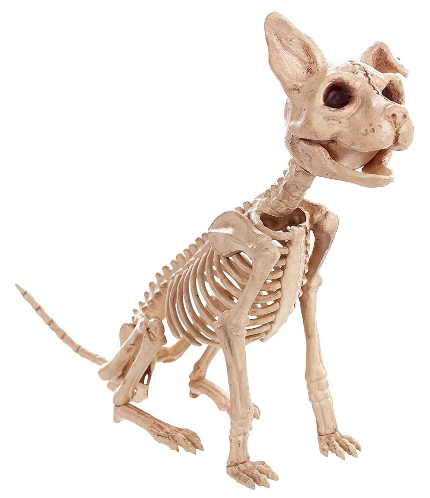 Squelette De Chat Et Chat De Haute Qualite Os D Animaux Pour Fete D Halloween Decoration De Maison Accessoires De Decoration Aliexpress