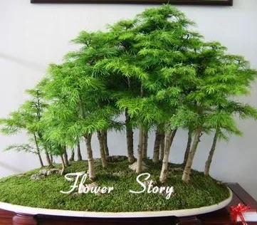 Aliexpress.com: Comprar 50 Unids Amanecer Bosque de Secuoyas Bonsái