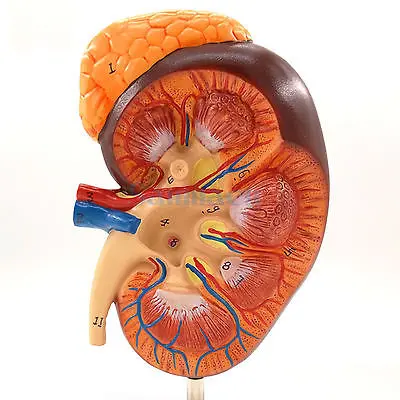ФОТО Human Kidney Anatomical Medical Model 2 Times Enlarged With Adrenal Glands Learning Kit