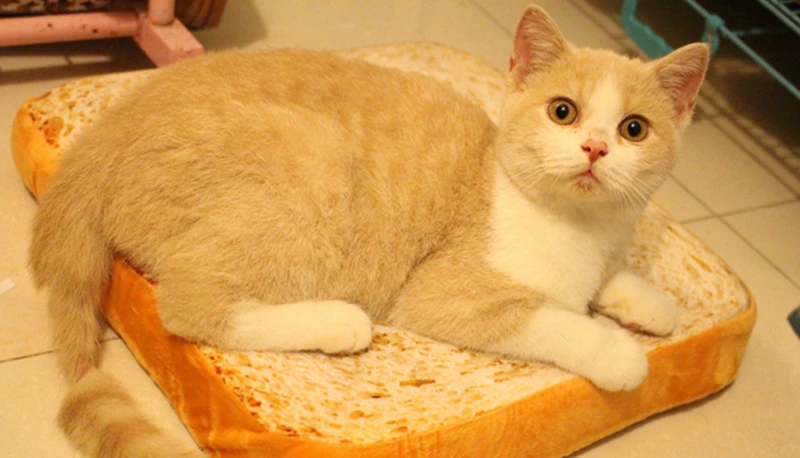 [MPK товары для домашних животных] дизайн хлеба кошка коврик для сна, игрушка для кошек, кошка на тосте, подвесная койка для животных