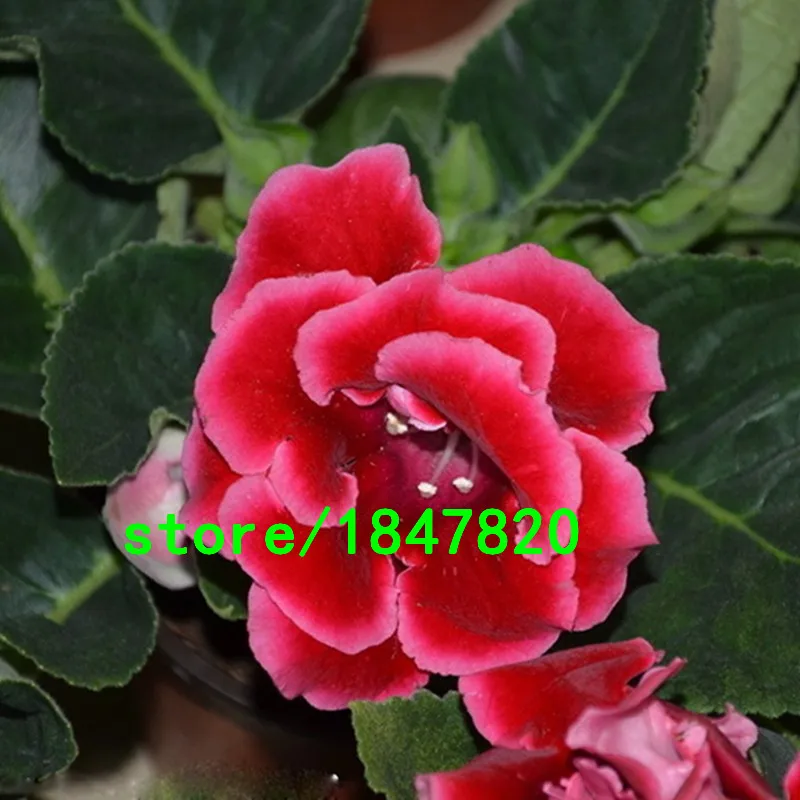 HTB1DuD8IFXXXXb9XpXXq6xXFXXXi