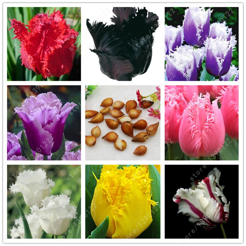 True tulip bulbs,tulip flower,(not tulip seeds),Flowers symbolizes love,tulipa gesneriana flower plant for home garden -2 bulbs