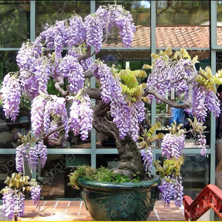 

5pcs Hot Sale Outdoor Bonsai Wisteria Plant Rare Flower DIY Home Garden decoration Climb Rattan Flore Planting free shipping