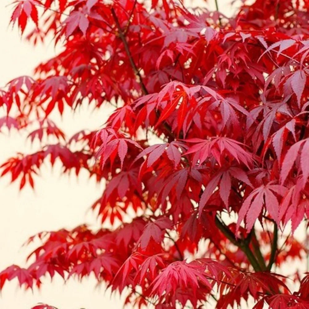 online get cheap japanese garden decor -aliexpress | alibaba group online get cheap japanese garden decor -aliexpress | alibaba group