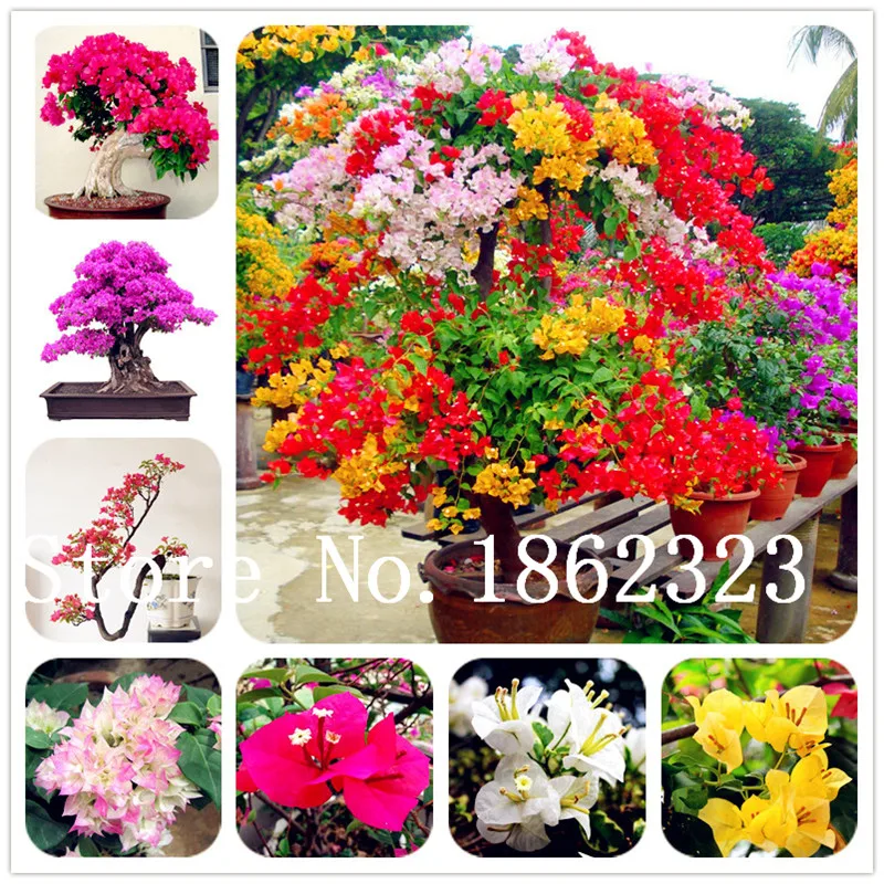 

100 pcs Mix Bougainvillea bonsai,DIY potted Plant, Indoor flower,variety complete,the budding rate 95%,For Home Garden Planting