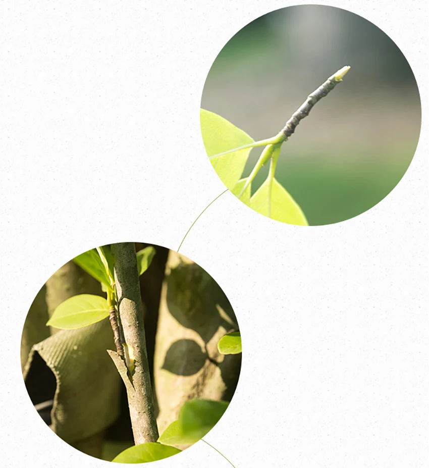 TB2awtdxVuWBuNjSszbXXcS7FXa_!!410136993