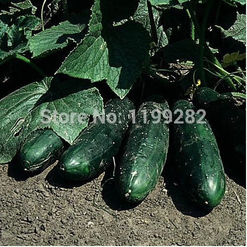 Super affordable! " MASTERPIECE " Cucumber Fruit Vegetables Seeds 100