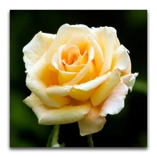 5d обычай алмаз живопись розы Вышивка крестом Снеговик санта-клаус дар home decor diy pintura стразами ponto cruz фильм