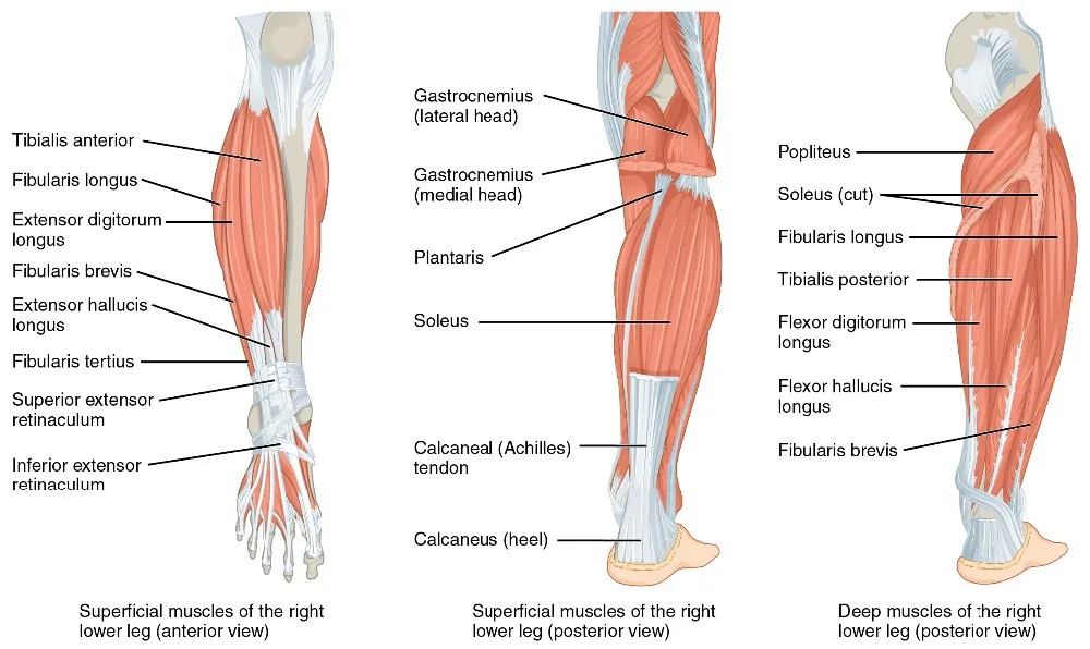 Human Body Anatomical Chart Muscular System Poster family