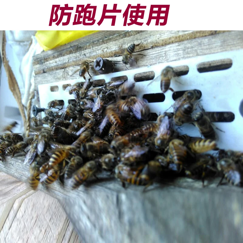 В пчелином пластике против куска пчел от двери короля гнезда, чтобы предотвратить Пчеловодство РА