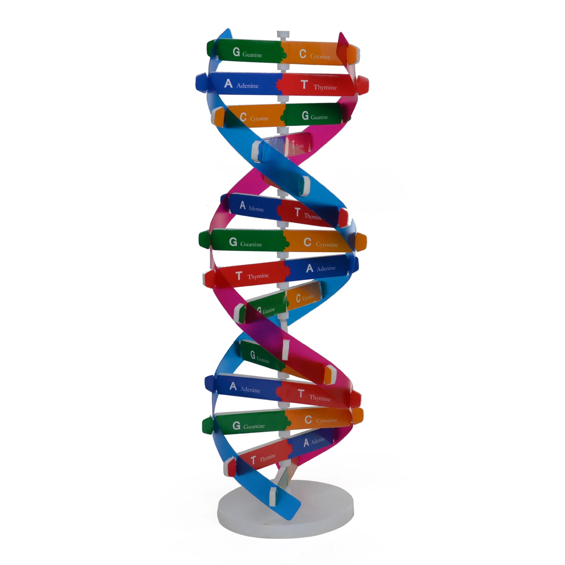 Технология "сделай сам", человеческий ген, DNA, двойная спираль, модель, наука, биологическая наука, экспериментальное оборудование, учебное помощь для набора тестов - Цвет: A
